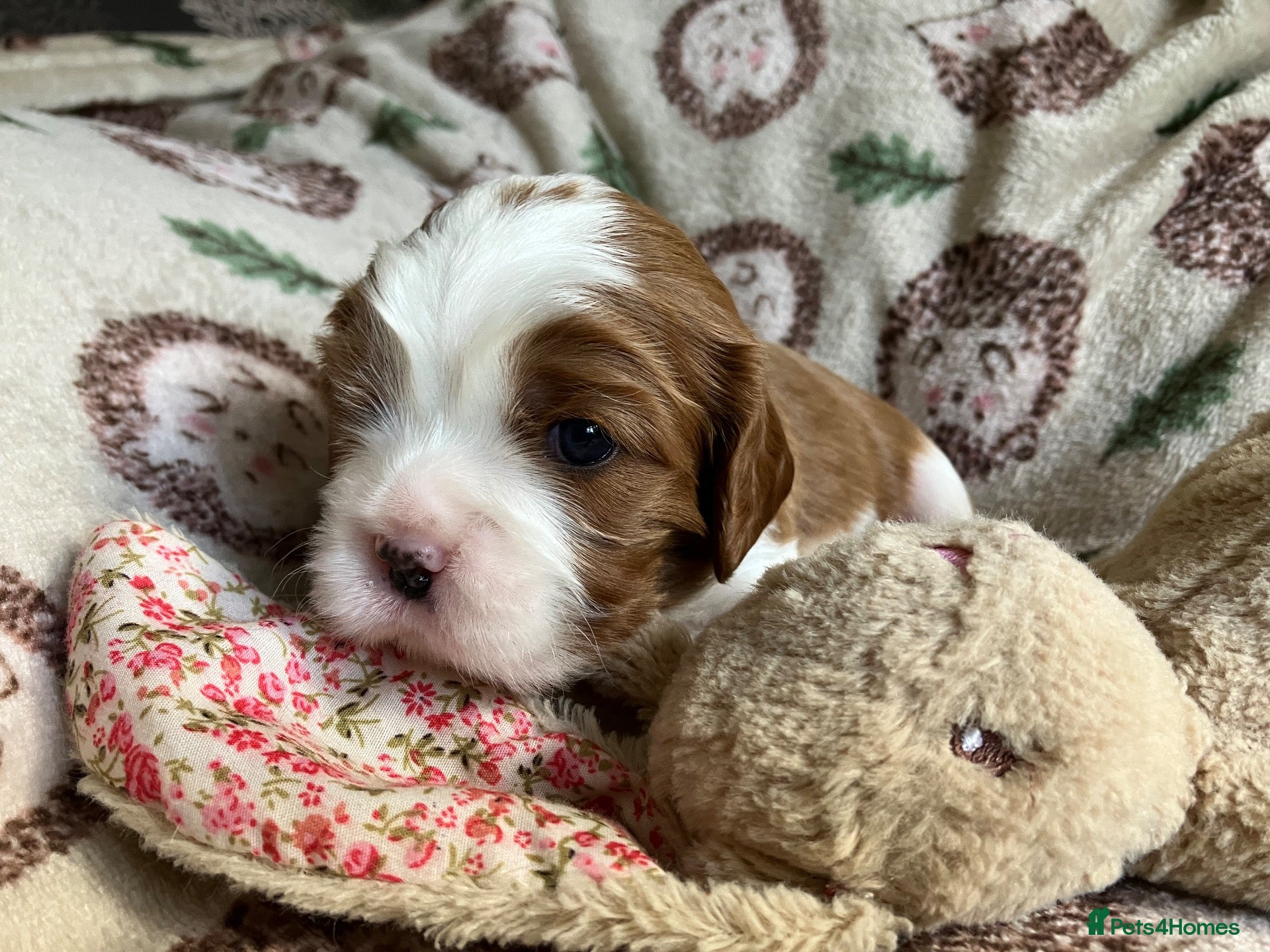 Cavalier King Charles Spaniel dogs KC Registered Puppies from Health Tested Parents  - Advert 1