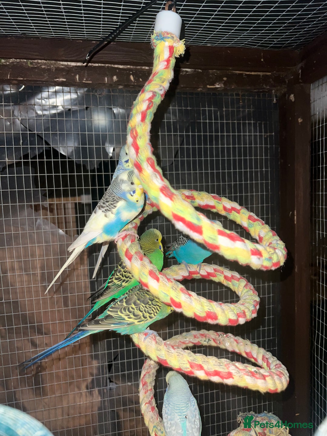 Mixed Breed birds for sale: Canaries, cockatiels budgies - Advert 8