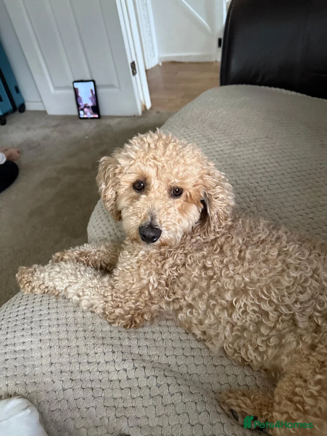 Mixed Breed dogs for sale: DUE 10/03/2026!! Beautiful poochon cross cockerpoo - Advert 5