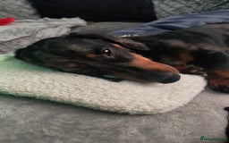 Dachshund dogs for stud: Dapple Daschound  - Image 4