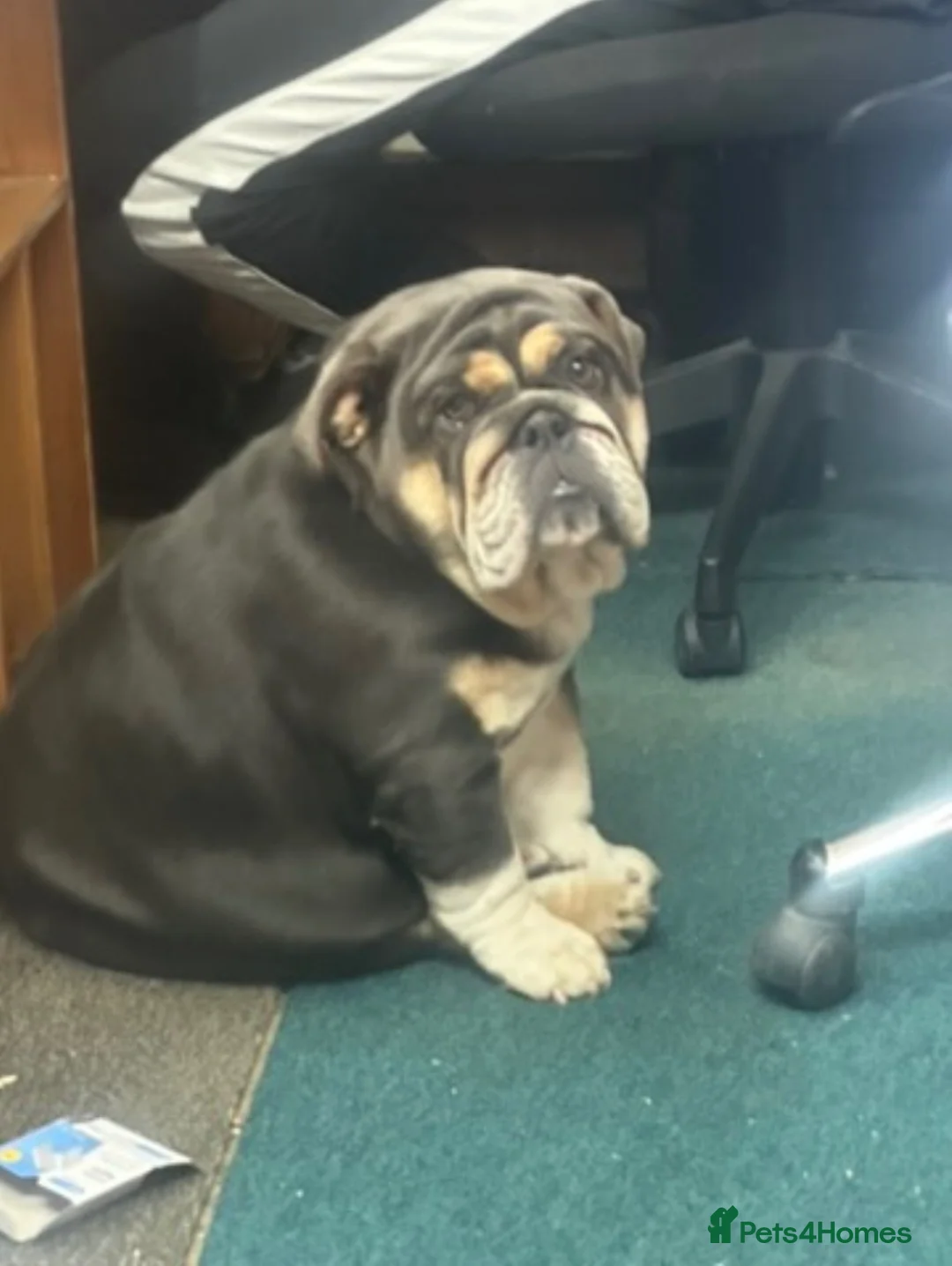 English Bulldog dogs for sale: blue tri kc registered female - Advert 8