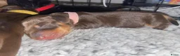 Miniature Dachshund dogs for sale: Beautiful litter of 5 girls - Advert 30