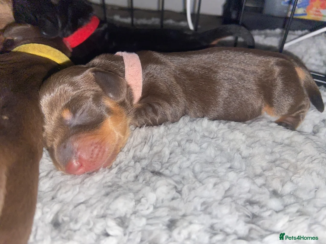 Miniature Dachshund dogs for sale: Beautiful litter of 5 girls - Advert 30