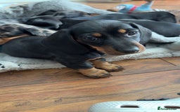 Miniature Dachshund dogs for sale: Mini Dachshund puppys - Image 3