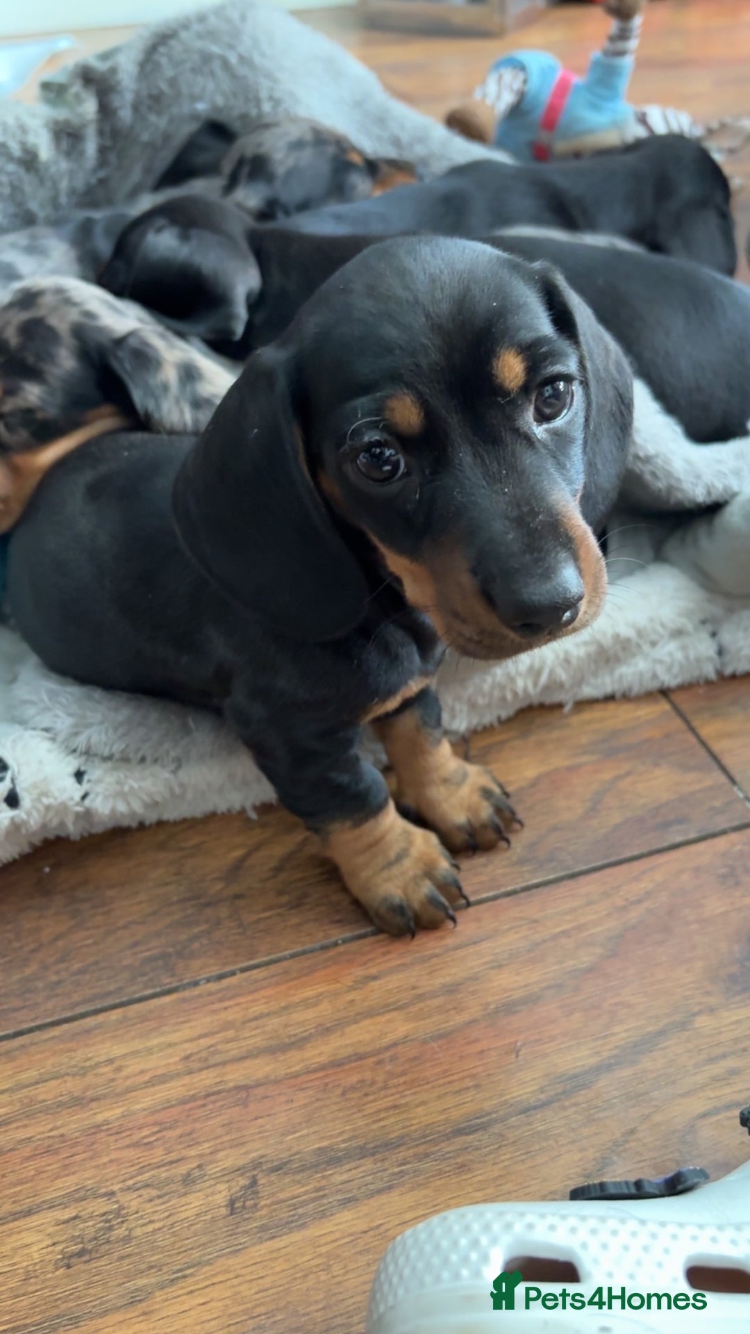 Miniature Dachshund dogs for sale: Mini Dachshund puppys - Image 3