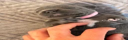Staffordshire Bull Terrier dogs for sale: STUNNING BLUE STAFFY PUPPIES  in Derby - Advert 10