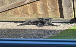 Mixed Breed dogs for sale: Loving staffy looking for forever home  - Image 9