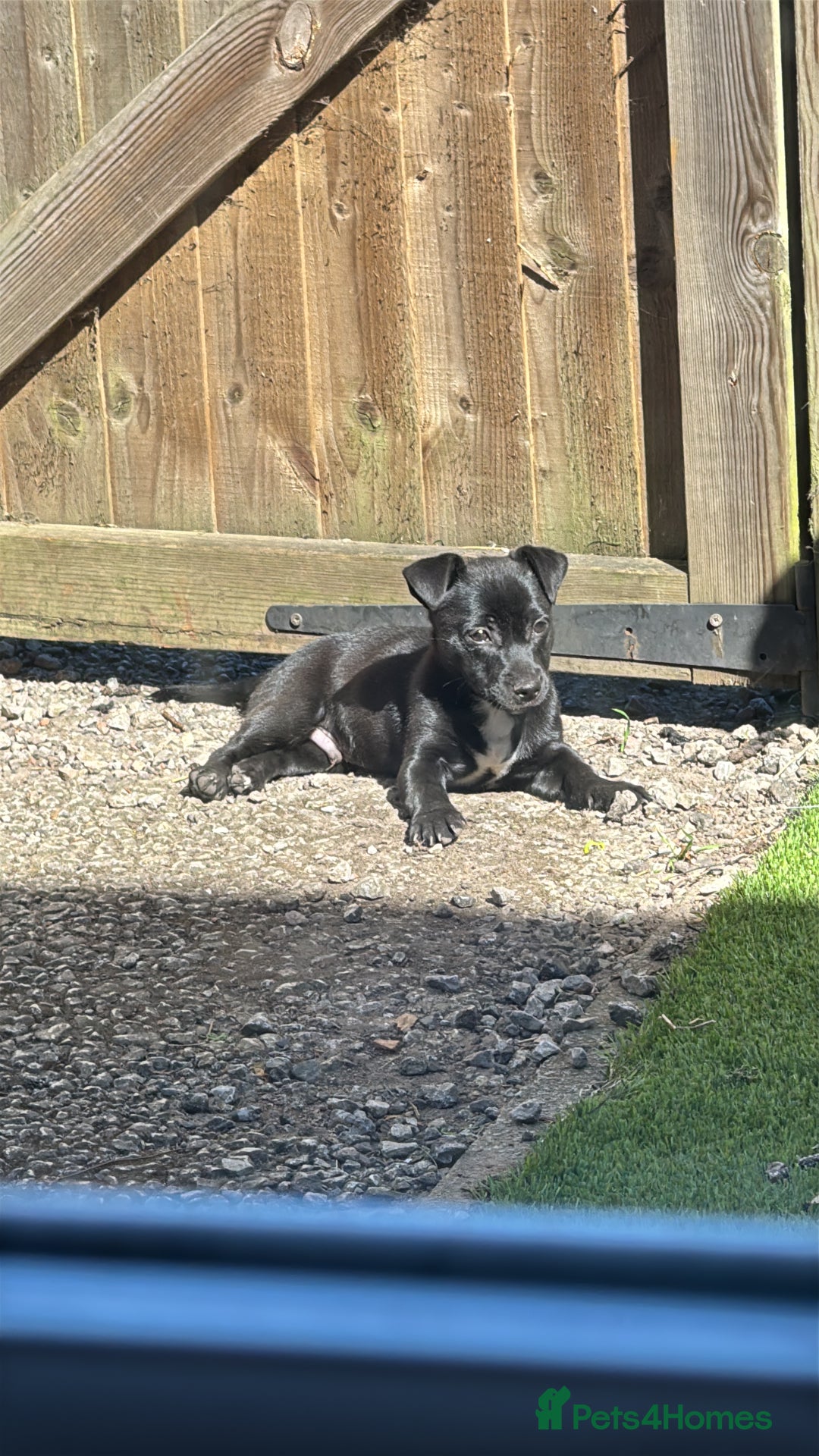 Mixed Breed dogs for sale: Loving staffy looking for forever home  - Image 9