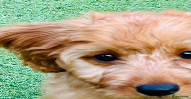 Labradoodle dogs in Milton Keynes - Advert 15