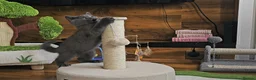 British Shorthair cats for sale: Blue British Shorthair kitten - Advert 10