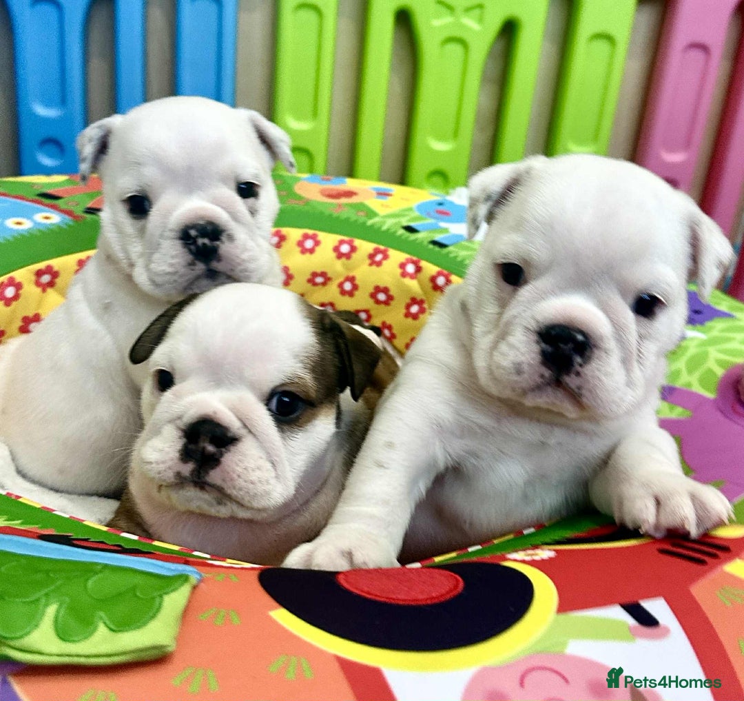English Bulldog dogs for sale: ** PUREBRED STANDARD COLOUR BULLDOG PUPPIES** - Advert 19
