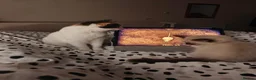 Ragdoll cats for sale: Lucky boy - Advert 7