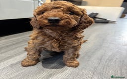 Miniature Poodle dogs for sale: Ready now KC reg deep red miniature poodle  - Image 1