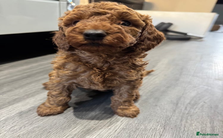 Miniature Poodle dogs - Advert 3