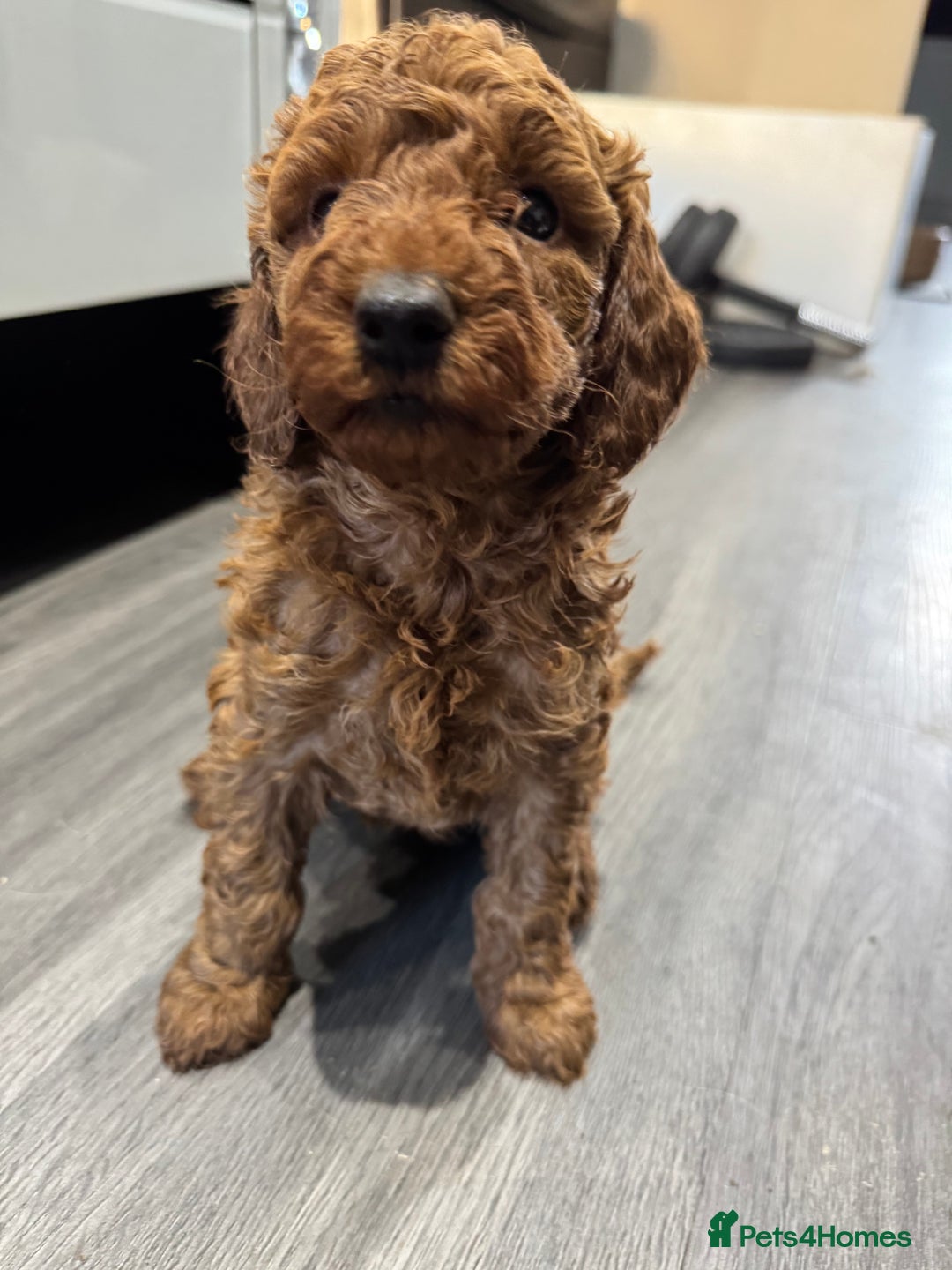 Miniature Poodle dogs for sale: Ready now KC reg deep red miniature poodle  - Image 1