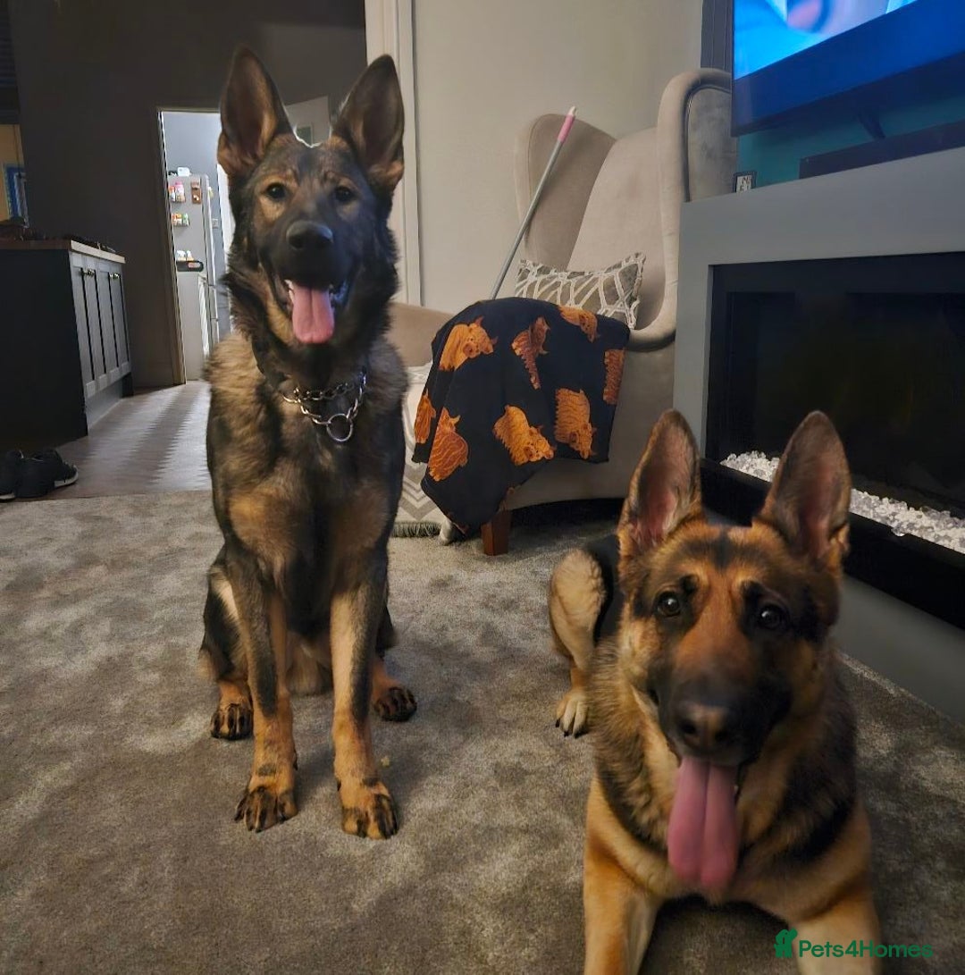 German Shepherd dogs for sale: 17 month GSD male (intact) - Advert 5