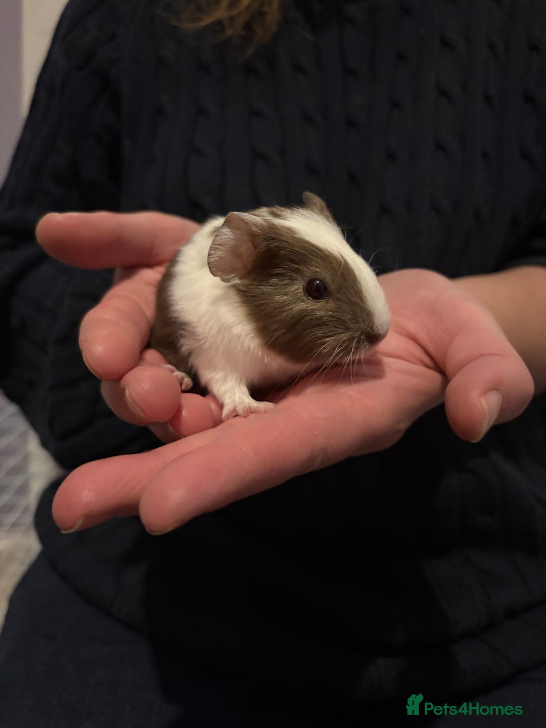 Guinea Pig rodents for sale: 6 Stunning boys looking for their forever homes - Advert 1