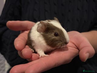 Guinea Pig rodents 6 Stunning boys looking for their forever homes - Advert 1