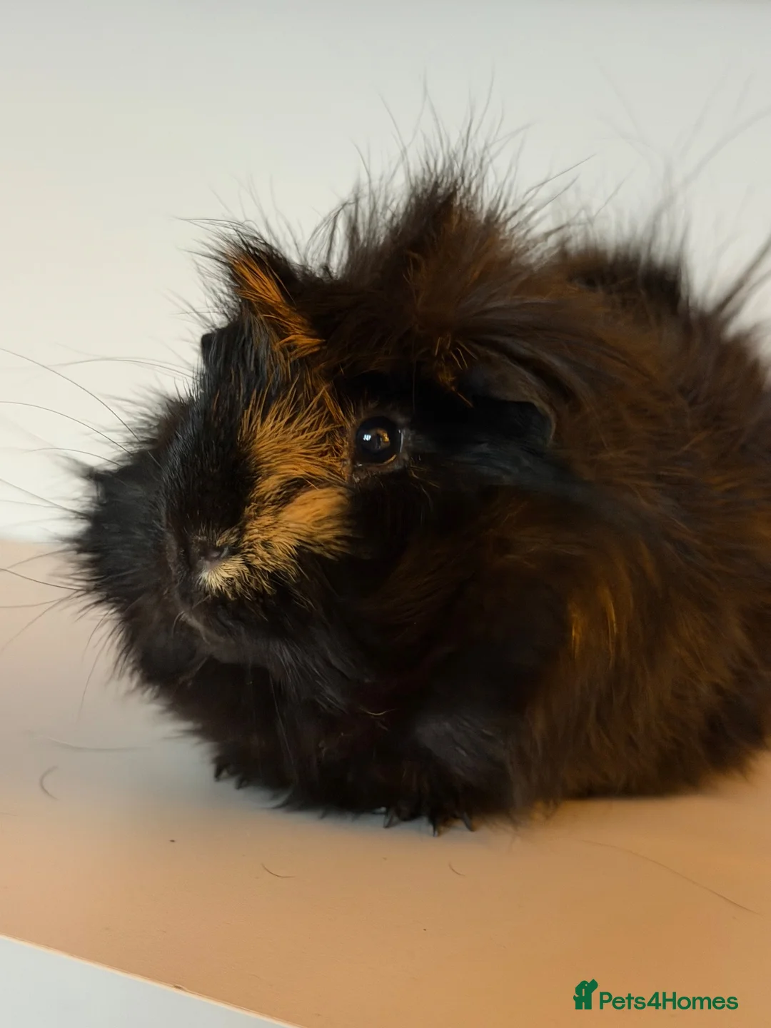 Guinea Pig rodents for sale: Guinea Pigs in South Ockendon - Advert 5