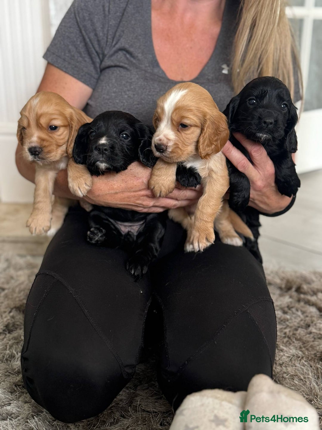 Cocker Spaniel dogs for sale: 4 Adorable working Cocker Spaniel puppies  - Image 14