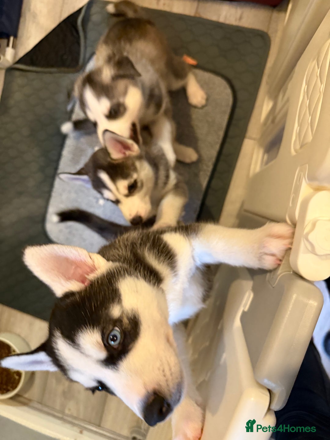 Siberian Husky dogs for sale: Strong Chunky Siberian Husky puppy’s  - Image 34