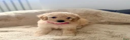 Cavapoo dogs for sale: Adorable F1b Cavapoo’s puppies ready now with 💉💉 - Advert 14