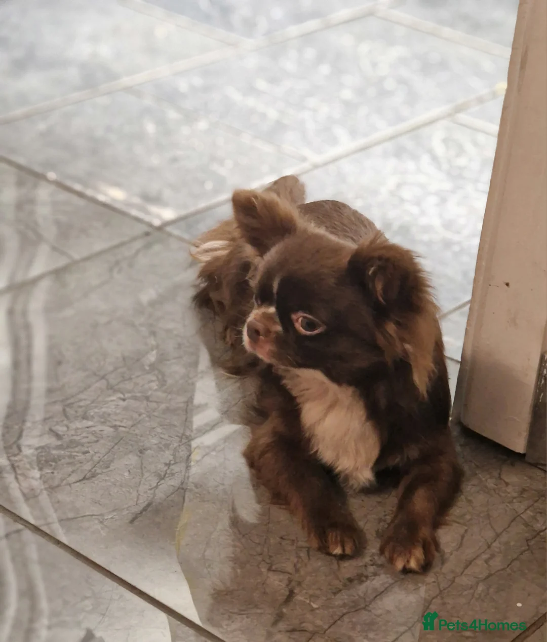Chihuahua dogs for stud: Chihuahua Chocolate longhaired Stud  in Romford - Advert 2