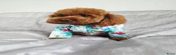 Toy Poodle dogs for stud: KC Toy Poodle Stud – Tiny Deep Red, Proven AKC  in Motherwell - Advert 10