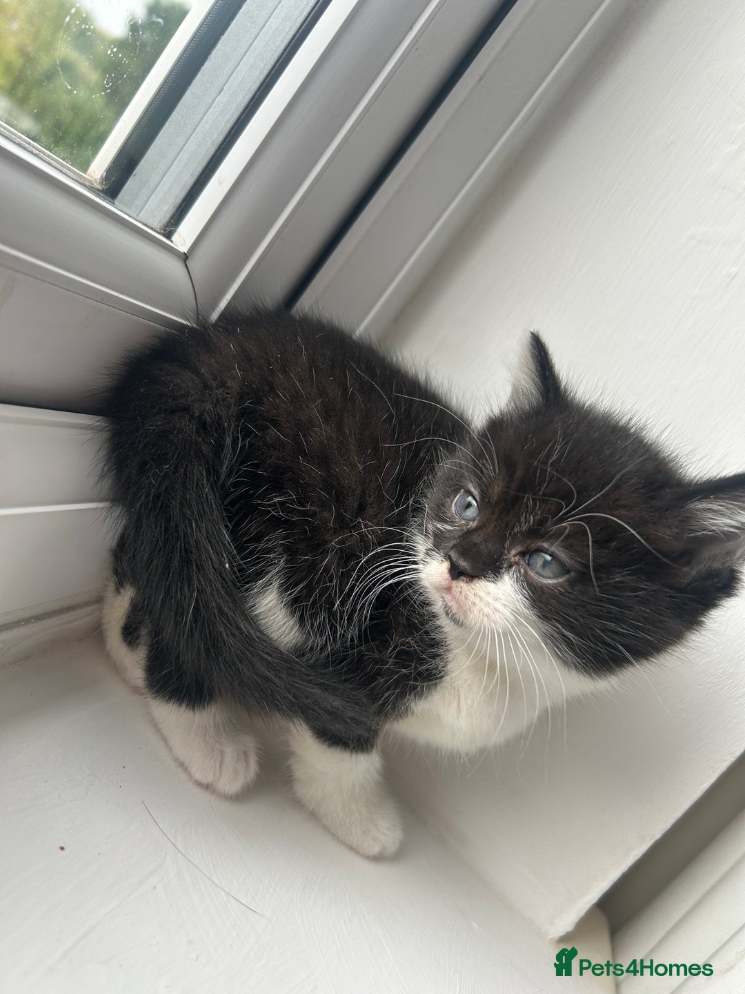 Mixed Breed cats for sale: 5 kittens for sale - Image 5