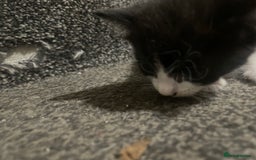 British Shorthair cats for sale: Kittens for sale - Image 2