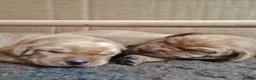 Labrador Retriever dogs for sale: Gorgeous Fox Red Labrador Puppies. - Advert 17