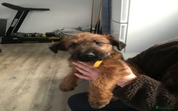 Irish Terrier dogs for sale: 3 Irish terrier bitches - Image 5