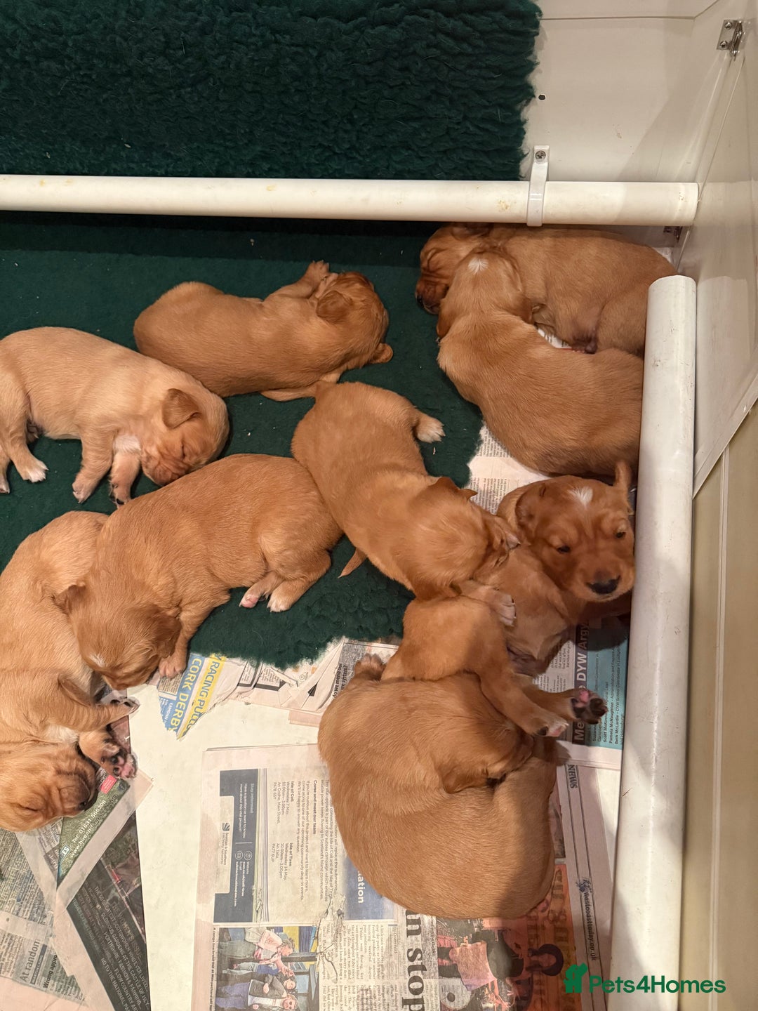 Golden Retriever dogs for sale: KC Working Golden Retriever Pups - Advert 34