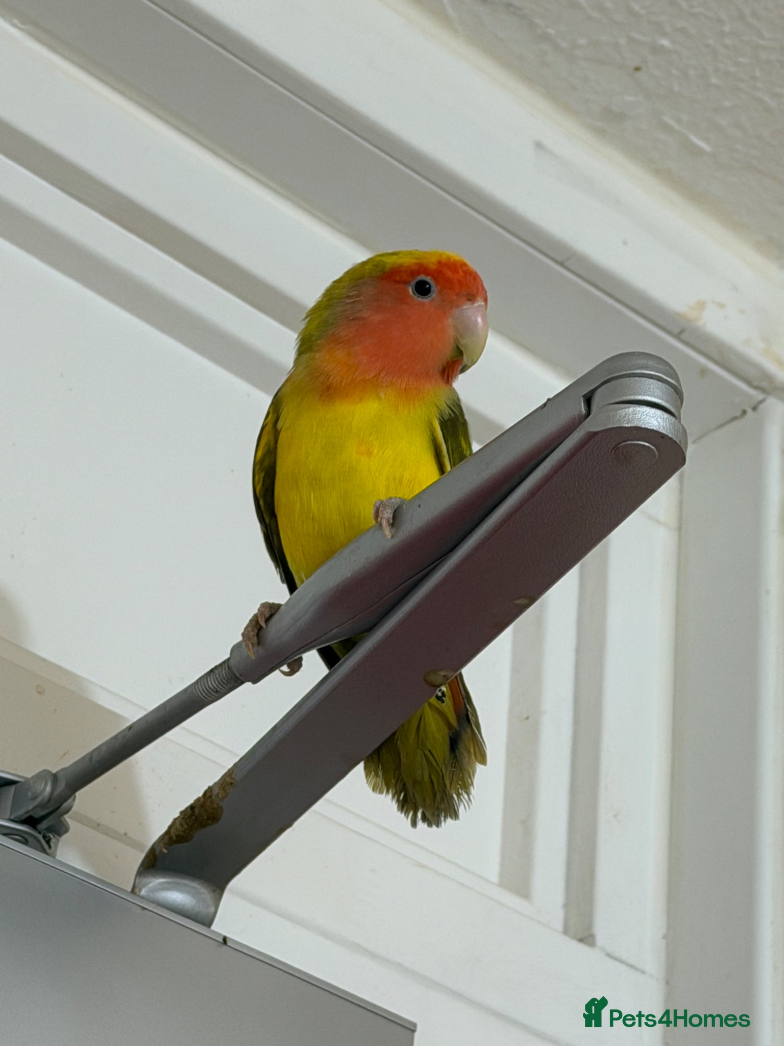 Lovebirds birds Pair of Peach-Faced Lovebirds – Mango & Pistachio - Advert 2