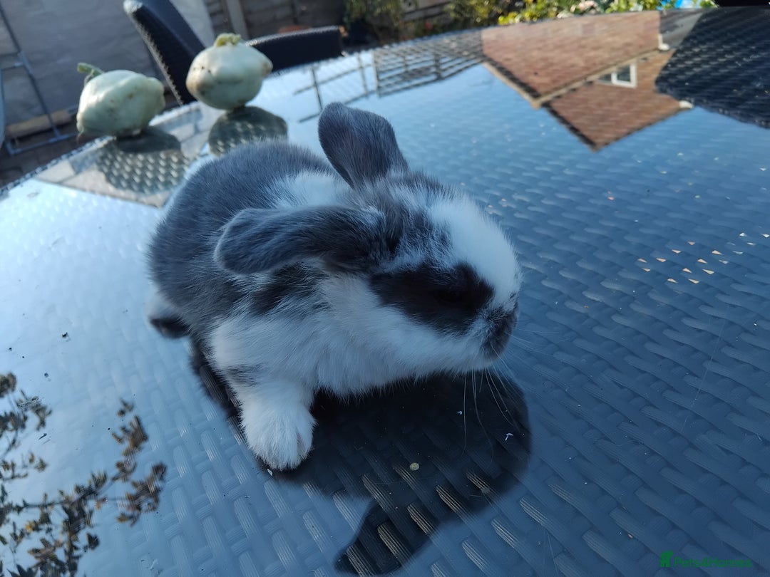 Mini Lop rabbits for sale: 3 lovely mini lop males for sale - Image 5