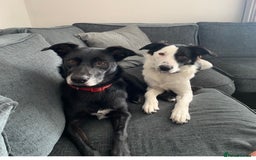 Border Collie dogs for stud: Beautiful border collie for stud -proven in Southampton - Image 4