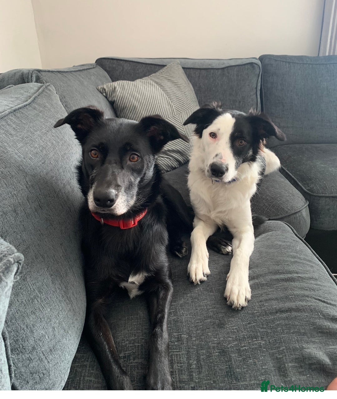 Border Collie dogs for stud: Beautiful border collie for stud -proven in Southampton - Image 4
