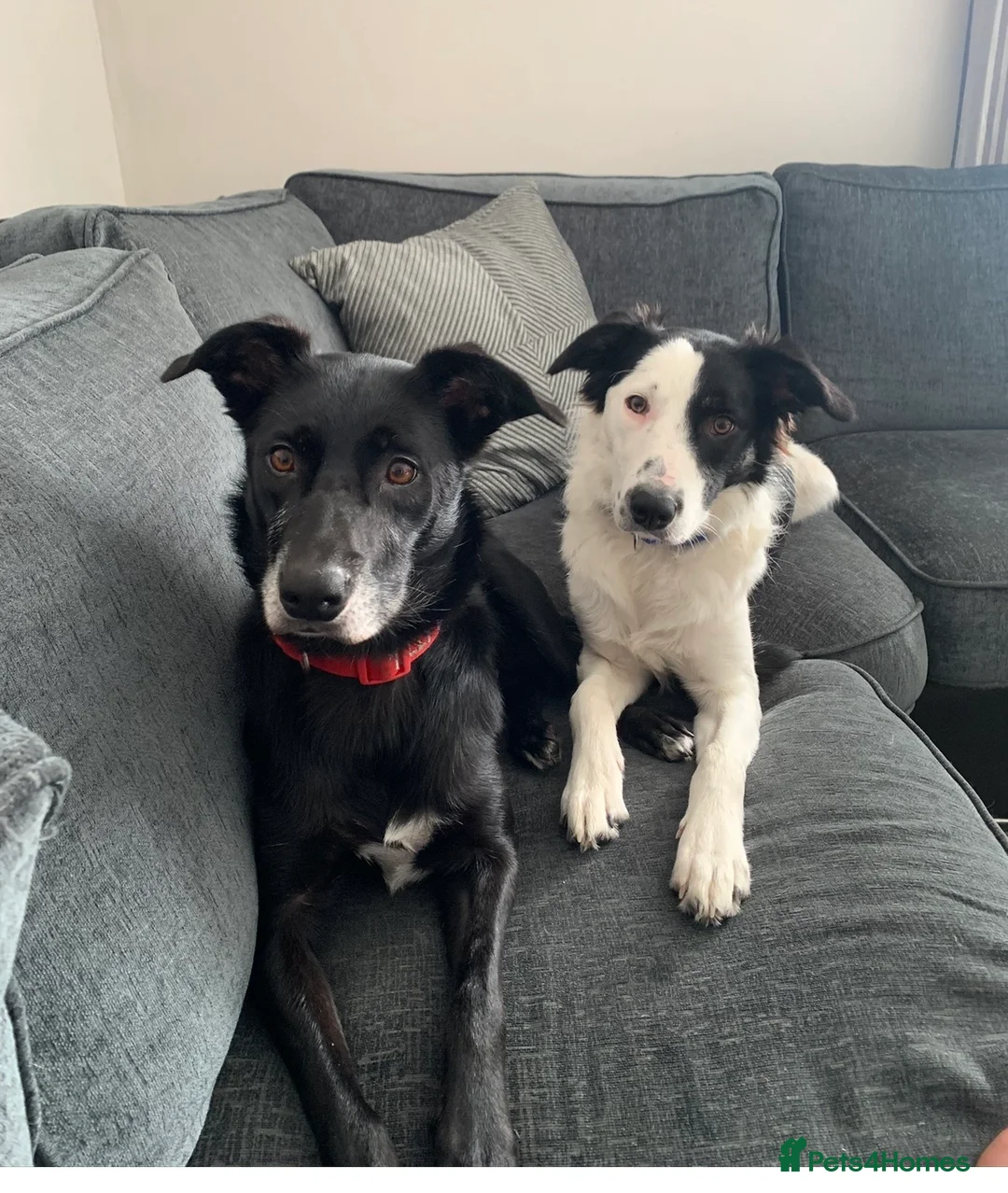 Border Collie dogs for stud: Beautiful border collie for stud -proven in Southampton - Advert 4