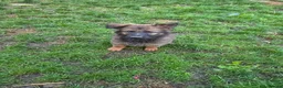 German Shepherd dogs for sale: DDR German Shepherds  - Advert 21