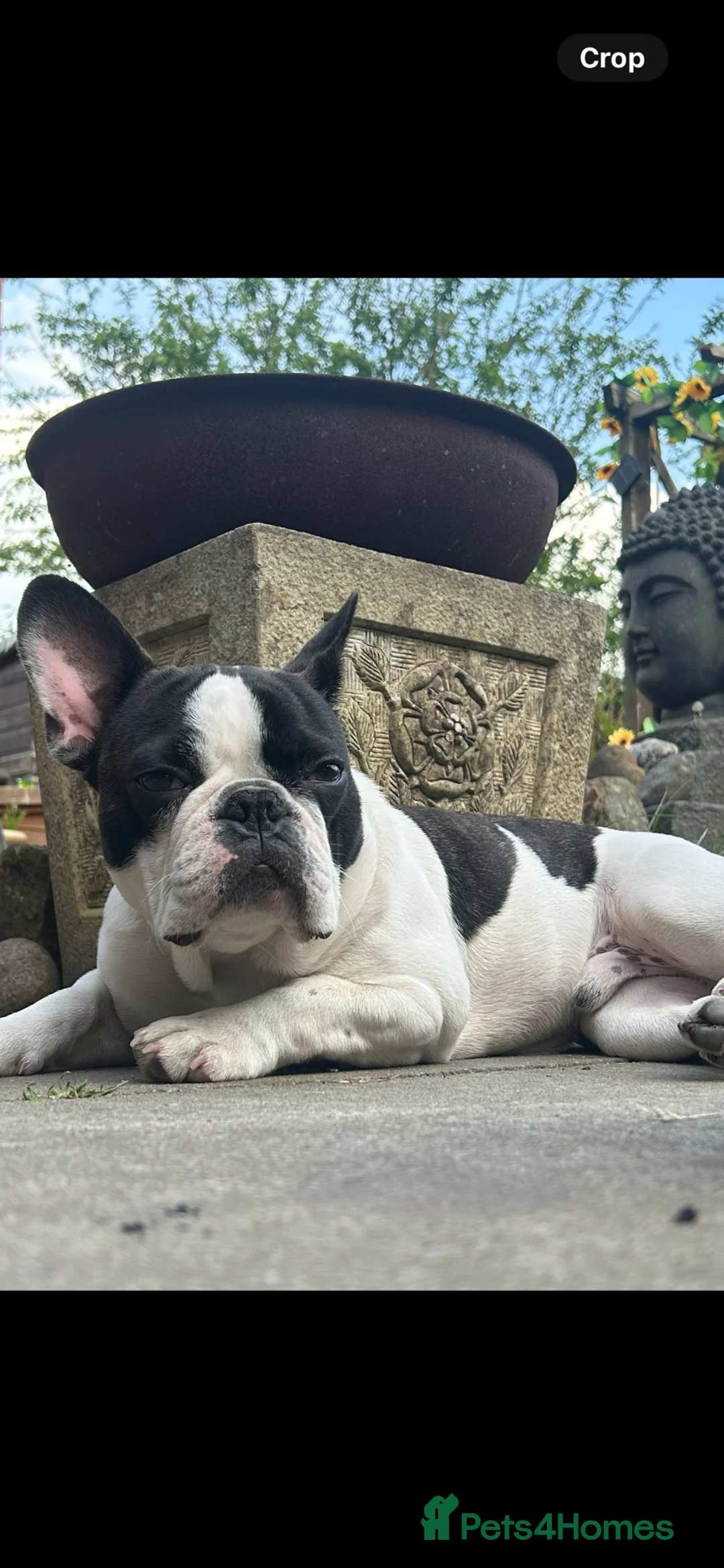 French Bulldog dogs for stud: Pied french bull dog ready for stud in Bury - Advert 1