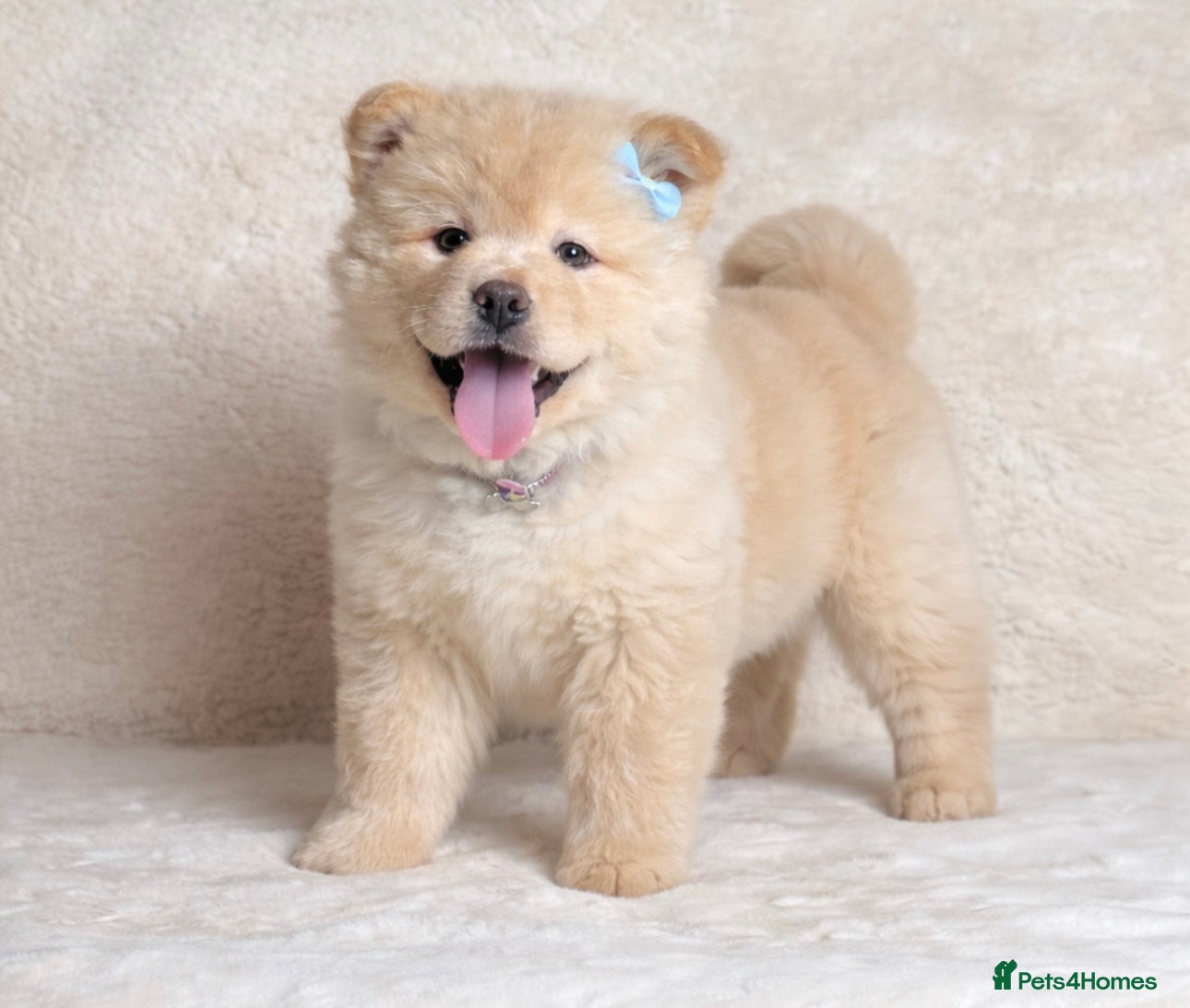 Mixed Breed dogs (Teddy) cream male chowsky puppy  - Advert 12