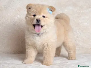 Mixed Breed dogs (Teddy) cream male chowsky puppy - Advert 12