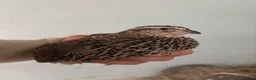 Quail poultry for sale: Quail - Hens and Roos - Advert 2