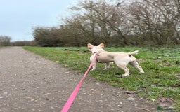 French Bulldog dogs for sale: 3 year old French bulldog - Image 4