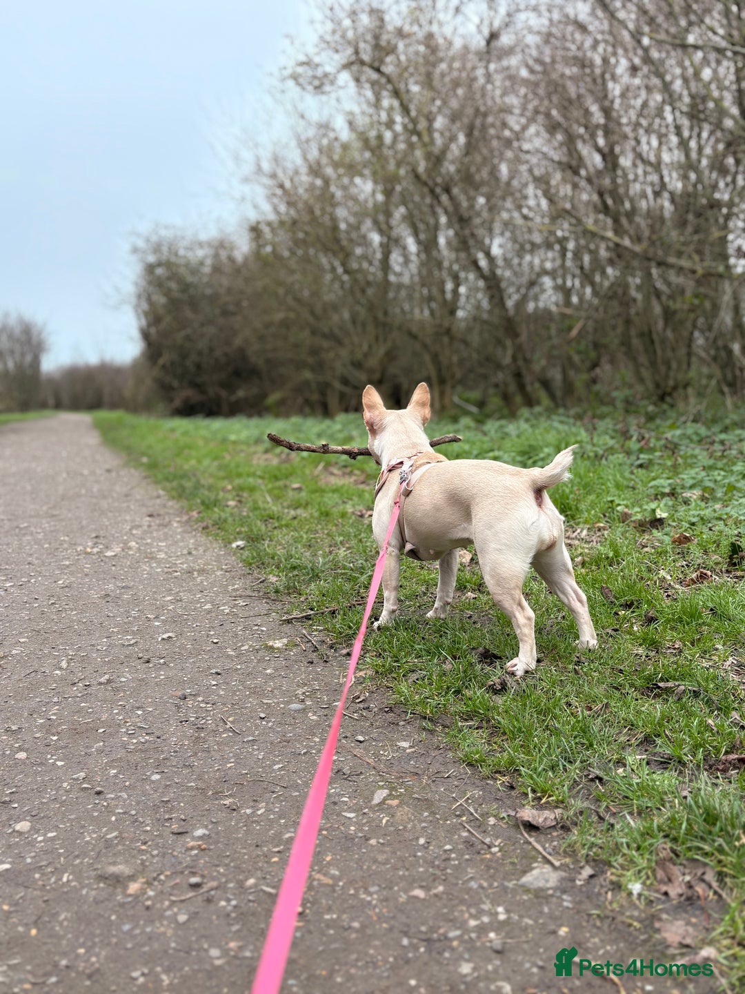 French Bulldog dogs for sale: 3 year old French bulldog - Image 4