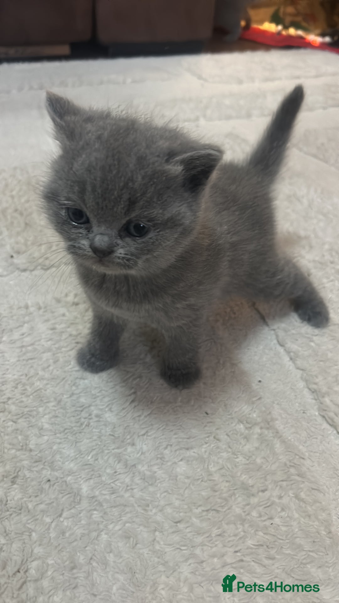 British Shorthair cats for sale: Only 1 girl left!! Pure British shorthair kittens  - Advert 19