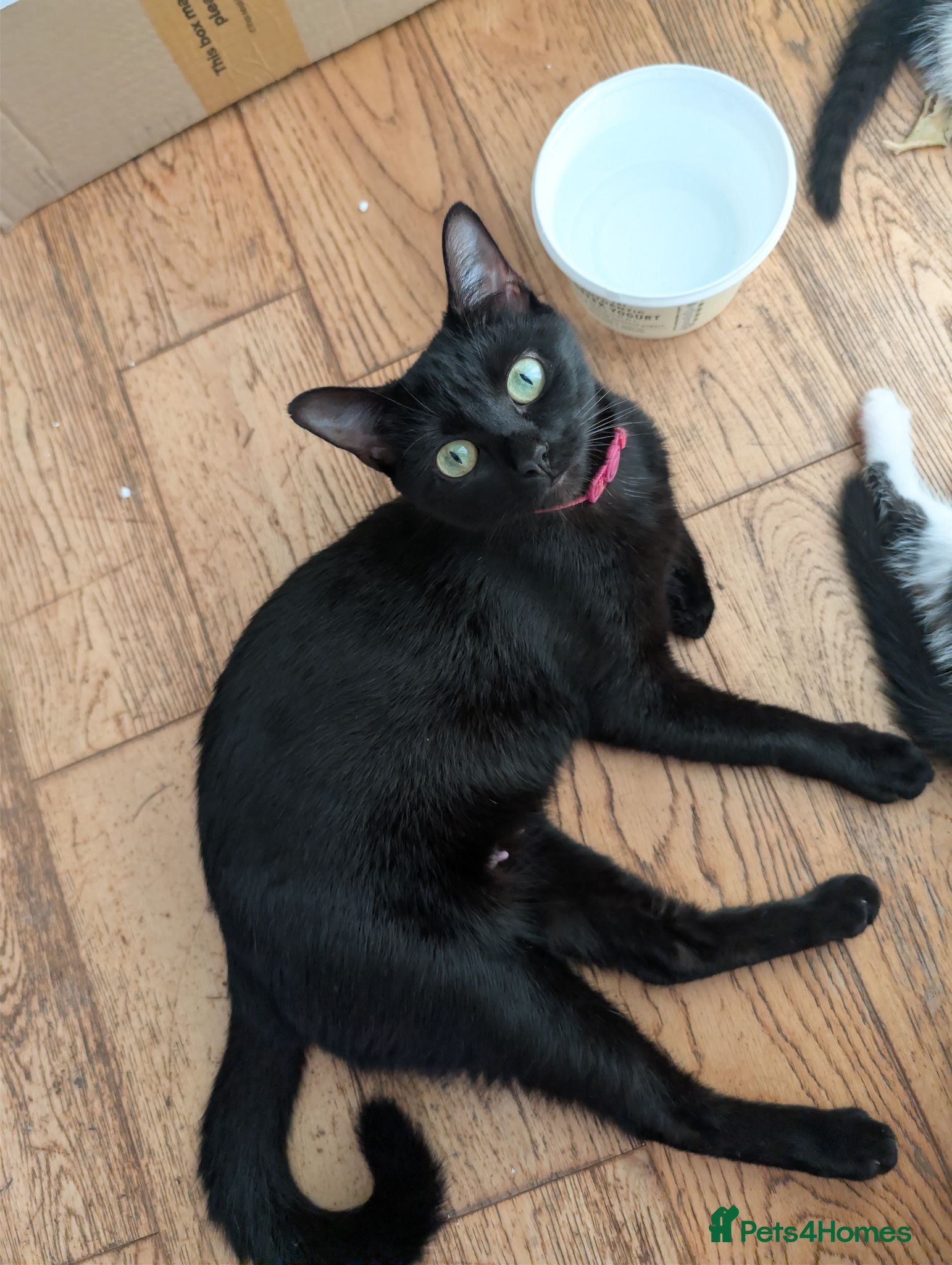 Mixed Breed cats 2 sweet loveing kitten  - Advert 4