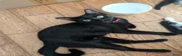 Mixed Breed cats for sale: 2 sweet loveing kitten  - Advert 1