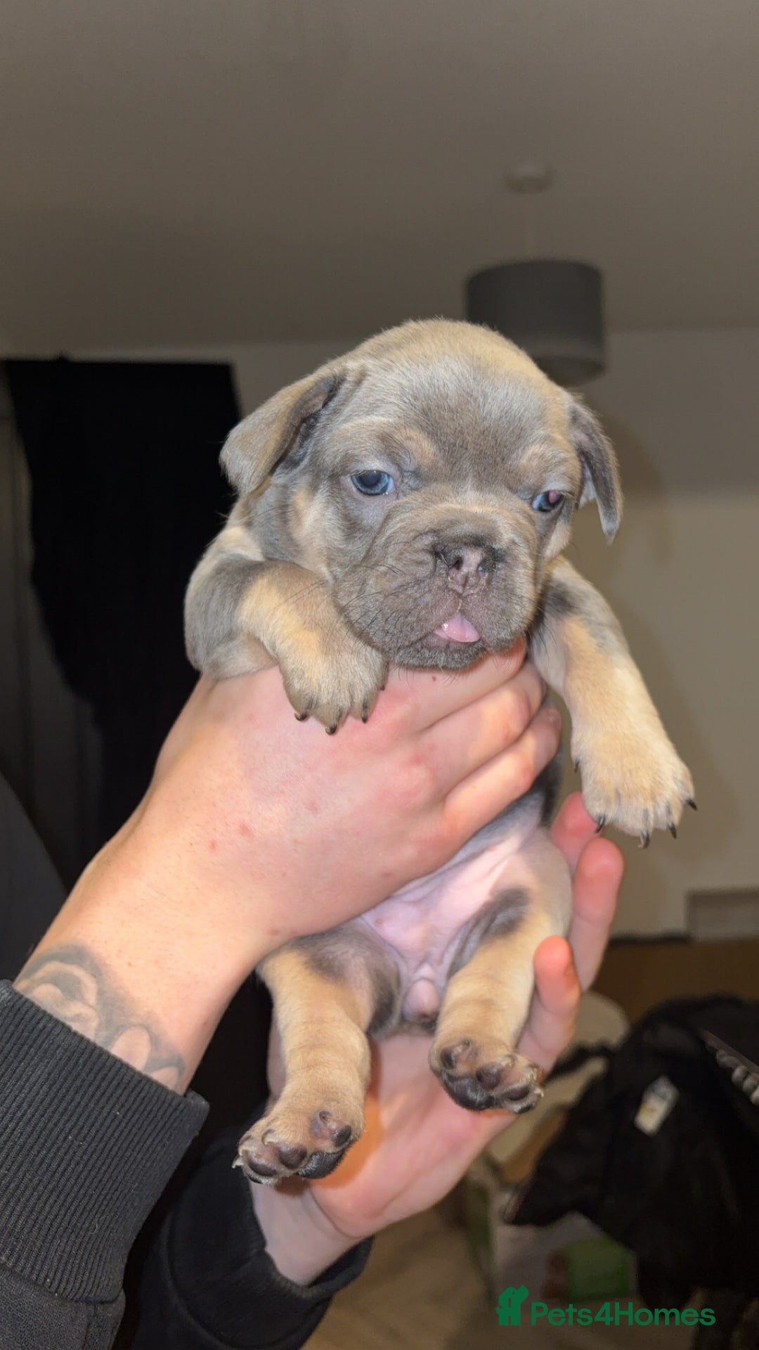 French Bulldog dogs for sale: ✨2 beautiful French bulldogs✨ - Advert 7