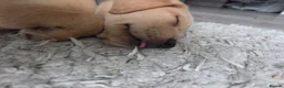 Labrador Retriever dogs for sale: Yellow Labrador puppy - Advert 10